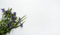 A bouquet of various green wild meadow grasses and flowers on a white background. Royalty Free Stock Photo