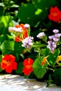 Flower composition with nasturtiums,