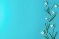 Flower composition. Spring snowdrop flowers on blue background. flat lay. top view Royalty Free Stock Photo