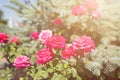 Flower composition. Summer bright red fragrant garden roses in a bush in the sun Royalty Free Stock Photo