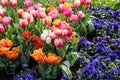 Flower composition of tulips and viola Royalty Free Stock Photo