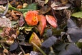 Flower on a compost heap Royalty Free Stock Photo