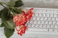 Flower on computer keybpard