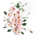 Flower concept, flat lay, square frame. beautiful composition pink chrysanthemums and green leaves on a white background