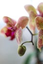 Floral concept. Most commonly grown house plants. Orchids blossom close up. Orchid flower pink and yellow bloom. Royalty Free Stock Photo