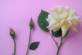 Flower concept. Yellow rose and two rose buds isolated on a pink background. Royalty Free Stock Photo