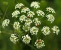 Flower Conium maculatum and insects