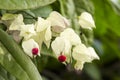 Bleeding Heart Vine Flowers Royalty Free Stock Photo