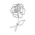 Flower continuous one line art drawing vector illustration. Beauty rose single sketch isolated on white background