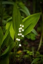 Flower Convallaria Majalis Grow In Forest.