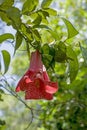 The flower of the copihue. Lapageria Rosea.