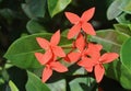 Flower coral orange cluster exotic tropical