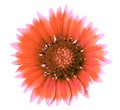 Flower coral pink gaillardia isolated on a white background. Close-up. Royalty Free Stock Photo