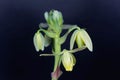 Flower of a corkscrew albuca, Albuca spiralis Royalty Free Stock Photo