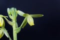 Flower of a corkscrew albuca, Albuca spiralis Royalty Free Stock Photo