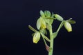 Flower of a corkscrew albuca, Albuca spiralis Royalty Free Stock Photo