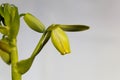 Flower of a corkscrew albuca, Albuca spiralis Royalty Free Stock Photo