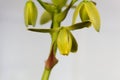 Flower of a corkscrew albuca, Albuca spiralis Royalty Free Stock Photo