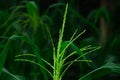 Flower corn green background nature