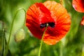 Flower of a corn poppy from below with bud in an opium poppy field Royalty Free Stock Photo