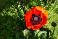 Flower of the corn poppy  Papaver rhoeas , also called poppy flower or corn rose, closeup Royalty Free Stock Photo