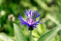 Flower cornflower blossomed in the sun 2 Royalty Free Stock Photo