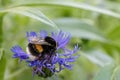 Flower. Cornflower. A bumblebee pollinates a flower. Decorative culture. Gardening
