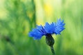 Flower cornflower greenery Royalty Free Stock Photo
