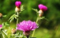 Flower Cornflower Grungy