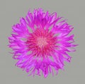 Flower cornflower isolated on grey background, top view close up