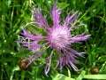 Flower of a cornflower meadow