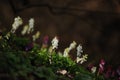Corydalis cava on spring