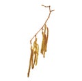 Flower of Corylus avellana, hazelnut in high definition. Spring allergen. Flower on white background