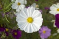 Cosmos bipinnata