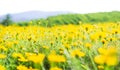 Flower Cosmos Field spring Garden Yellow Flora Meadow Park Summer Nature Landscape, Beautiful Daisy Bloom Fresh on blur Mountain Royalty Free Stock Photo