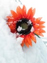 Flower cover in snow, onset of winter