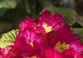 Flower covered with the dew of a cold morning