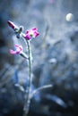 A flower covered with frost