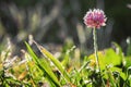 Flower covered with hoarfrost Royalty Free Stock Photo