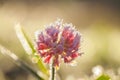 Flower covered with hoarfrost Royalty Free Stock Photo