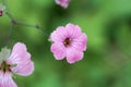 Flower of a cow basil, Vaccaria hispanica