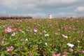 Flower cow icecream sun view girl cute