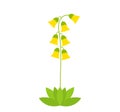 Flower cowslip primrose illustration isolated on white background