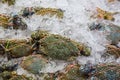 Flower crab, Blue swimmer crab, Blue manna crab, Sand crab, Portunus pelagicus . stack of fresh blue swimming crabs in seafood mar Royalty Free Stock Photo