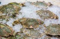 Flower crab, Blue swimmer crab, Blue manna crab, Sand crab, Portunus pelagicus . stack of fresh blue swimming crabs in seafood mar Royalty Free Stock Photo