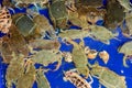 Flower crab, Blue swimmer crab, Blue manna crab, Sand crab, Portunus pelagicus . stack of fresh blue swimming crabs in seafood mar Royalty Free Stock Photo