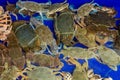 Flower crab, Blue swimmer crab, Blue manna crab, Sand crab, Portunus pelagicus . stack of fresh blue swimming crabs in seafood mar