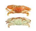 Flower crab or blue swimmer crab of Boiled isolated on white background.