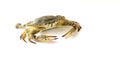 Flower crab, Blue crab, Blue swimmer crab Portunus pelagicus isolated on white background Royalty Free Stock Photo