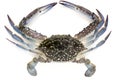 Flower crab, Blue crab, Blue swimmer crab Portunus pelagicus on white background Royalty Free Stock Photo